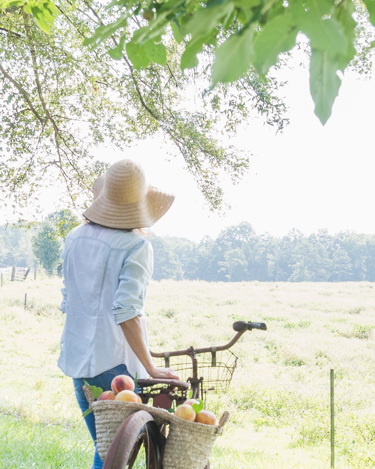 Simple Summer Styling. Antique bike and a basket of peaches 